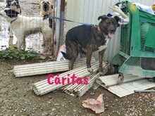 CARITAS, Hund, Mischlingshund in Spanien - Bild 11