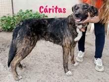 CARITAS, Hund, Mischlingshund in Spanien - Bild 2