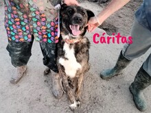 CARITAS, Hund, Mischlingshund in Spanien - Bild 3