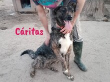 CARITAS, Hund, Mischlingshund in Spanien - Bild 4