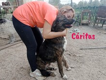 CARITAS, Hund, Mischlingshund in Spanien - Bild 5