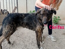 CARITAS, Hund, Mischlingshund in Spanien - Bild 6