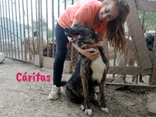 CARITAS, Hund, Mischlingshund in Spanien - Bild 7