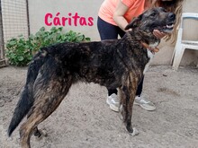 CARITAS, Hund, Mischlingshund in Spanien - Bild 8