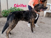 CARITAS, Hund, Mischlingshund in Spanien - Bild 9