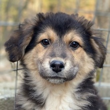 ELYNA, Hund, Mischlingshund in Euskirchen - Bild 1