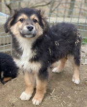 ELYNA, Hund, Mischlingshund in Euskirchen - Bild 10