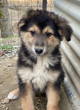 ELYNA, Hund, Mischlingshund in Euskirchen - Bild 11