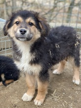 ELYNA, Hund, Mischlingshund in Euskirchen - Bild 13