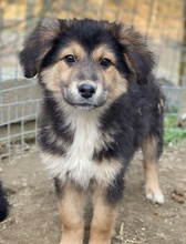 ELYNA, Hund, Mischlingshund in Euskirchen - Bild 14