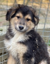 ELYNA, Hund, Mischlingshund in Euskirchen - Bild 15