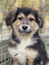 ELYNA, Hund, Mischlingshund in Euskirchen - Bild 16