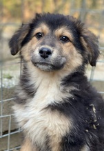 ELYNA, Hund, Mischlingshund in Euskirchen - Bild 2