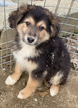 ELYNA, Hund, Mischlingshund in Euskirchen - Bild 3
