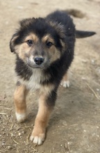 ELYNA, Hund, Mischlingshund in Euskirchen - Bild 4