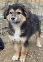 ELYNA, Hund, Mischlingshund in Euskirchen - Bild 5
