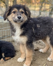 ELYNA, Hund, Mischlingshund in Euskirchen - Bild 7