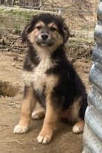 ELYNA, Hund, Mischlingshund in Euskirchen - Bild 8
