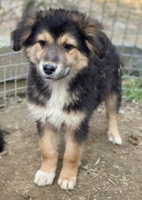 ELYNA, Hund, Mischlingshund in Euskirchen - Bild 9