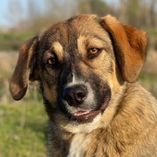 HAMI, Hund, Mischlingshund in Euskirchen - Bild 1
