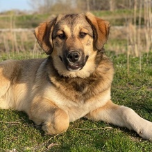 HAMI, Hund, Mischlingshund in Euskirchen - Bild 10