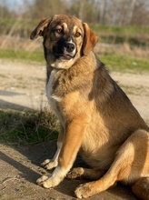 HAMI, Hund, Mischlingshund in Euskirchen - Bild 2