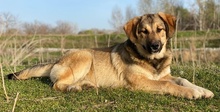 HAMI, Hund, Mischlingshund in Euskirchen - Bild 3