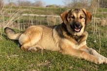 HAMI, Hund, Mischlingshund in Euskirchen - Bild 4