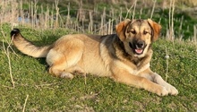 HAMI, Hund, Mischlingshund in Euskirchen - Bild 5