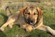 HAMI, Hund, Mischlingshund in Euskirchen - Bild 6
