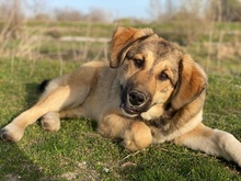 HAMI, Hund, Mischlingshund in Euskirchen - Bild 8