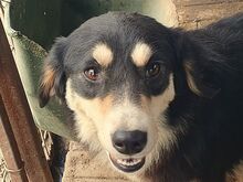 JANA, Hund, Mischlingshund in Rumänien