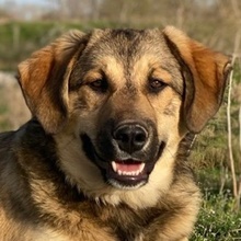 POLA, Hund, Mischlingshund in Euskirchen - Bild 1