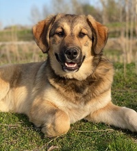 POLA, Hund, Mischlingshund in Euskirchen - Bild 10