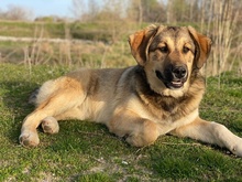 POLA, Hund, Mischlingshund in Euskirchen - Bild 11