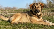 POLA, Hund, Mischlingshund in Euskirchen - Bild 6