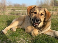 POLA, Hund, Mischlingshund in Euskirchen - Bild 8