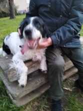 REK, Hund, English Springer Spaniel in Italien