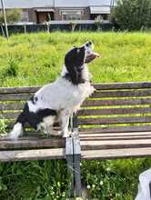 REK, Hund, English Springer Spaniel in Italien - Bild 2