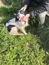 REK, Hund, English Springer Spaniel in Italien - Bild 3