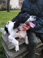 REK, Hund, English Springer Spaniel in Italien - Bild 4