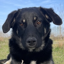 ELLA, Hund, Mischlingshund in Euskirchen - Bild 1