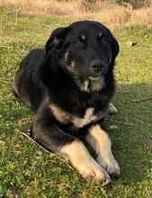 ELLA, Hund, Mischlingshund in Euskirchen - Bild 10