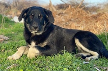 ELLA, Hund, Mischlingshund in Euskirchen - Bild 11