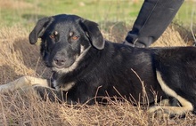 ELLA, Hund, Mischlingshund in Euskirchen - Bild 12