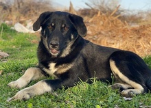 ELLA, Hund, Mischlingshund in Euskirchen - Bild 13
