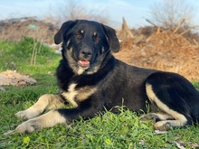 ELLA, Hund, Mischlingshund in Euskirchen - Bild 14