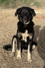 ELLA, Hund, Mischlingshund in Euskirchen - Bild 2