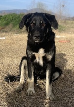 ELLA, Hund, Mischlingshund in Euskirchen - Bild 3