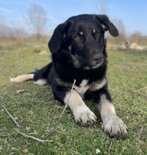 ELLA, Hund, Mischlingshund in Euskirchen - Bild 4